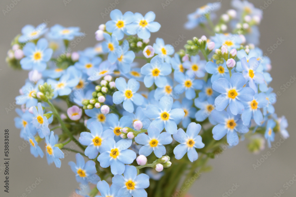Bouquet of forget-me-nots flowers - obrazy, fototapety, plakaty 