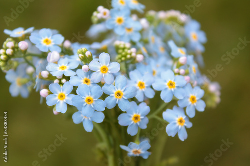 Bouquet of forget-me-nots flowers