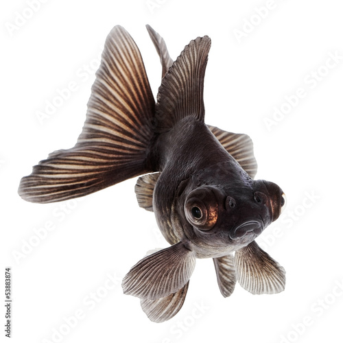 Black  Goldfish on White Without Shade