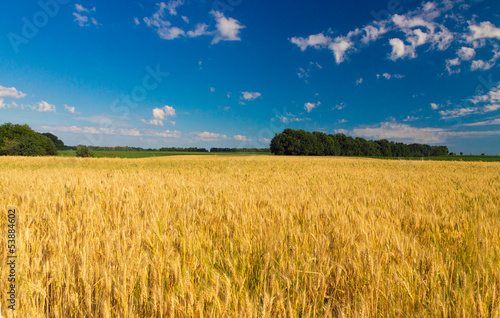 wheat field