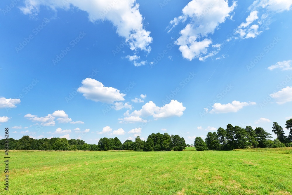 Summer landscape