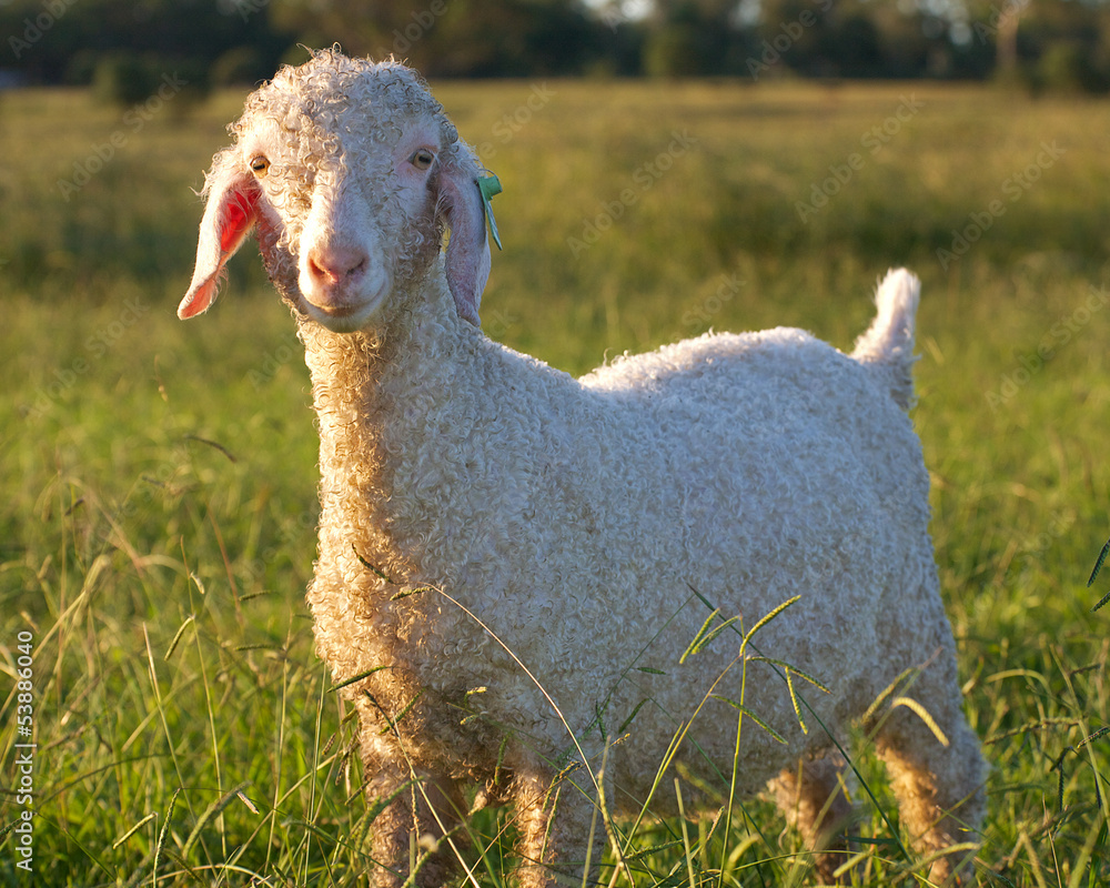 Obraz premium angora goat