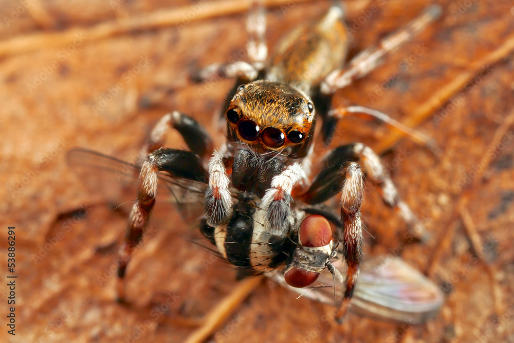 spider and fly spider and fly