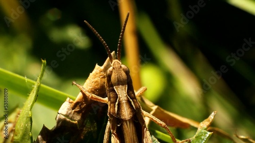 Grasshopper basking in the sun - macro view
