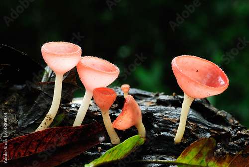 Mushroom in Rainforest,Thailand