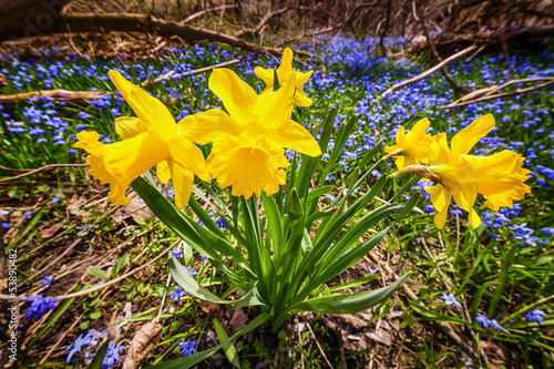 Fototapeta Naklejka Na Ścianę i Meble -  Spring wildflowers