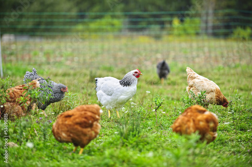Valokuvatapetti Free range chickens on farm