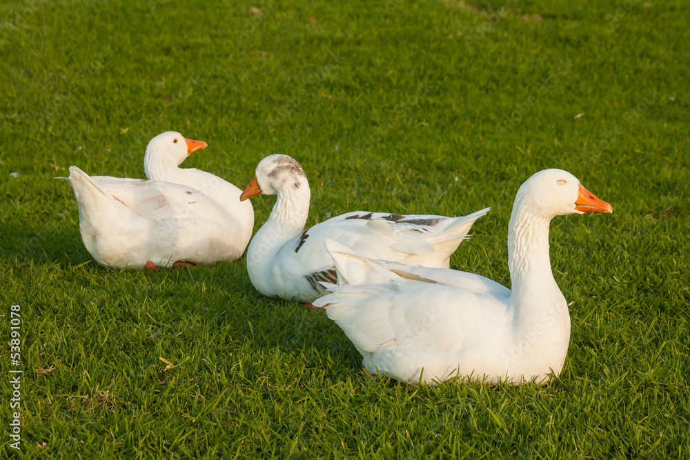 domestic geese resting on grass domestic geese resting on grass
