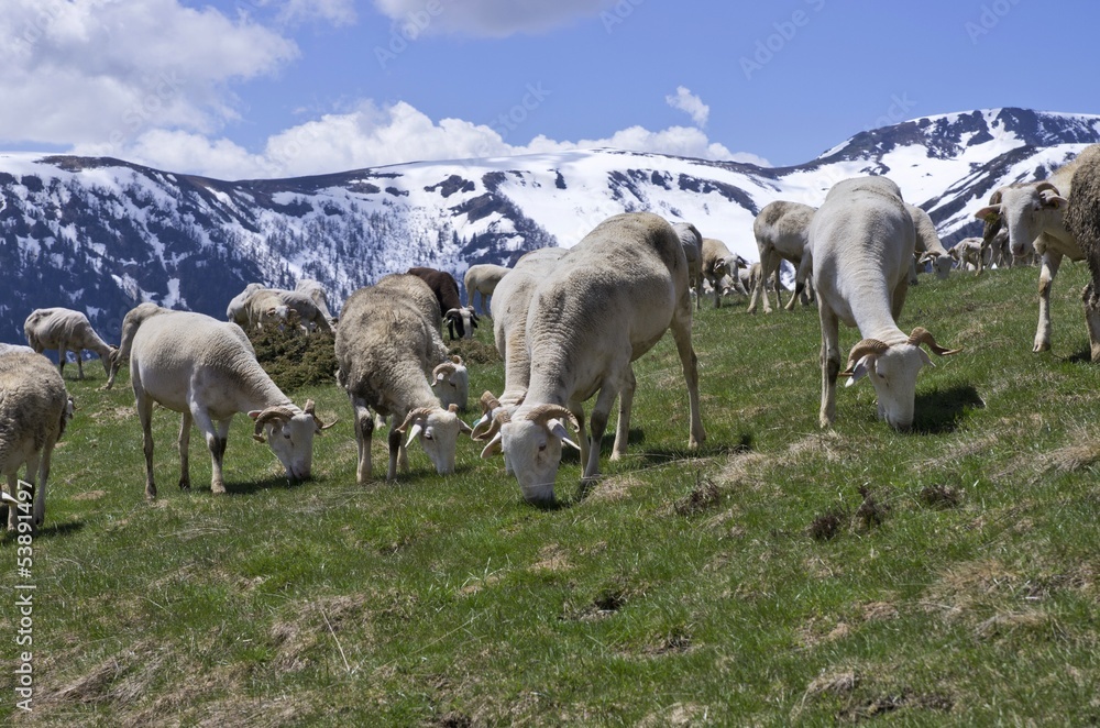 Fototapeta premium Moutons en pâturage