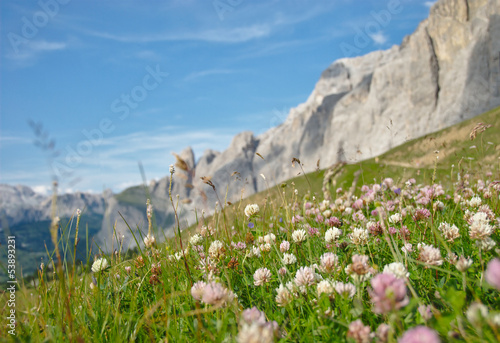 Alpine meadow with clover