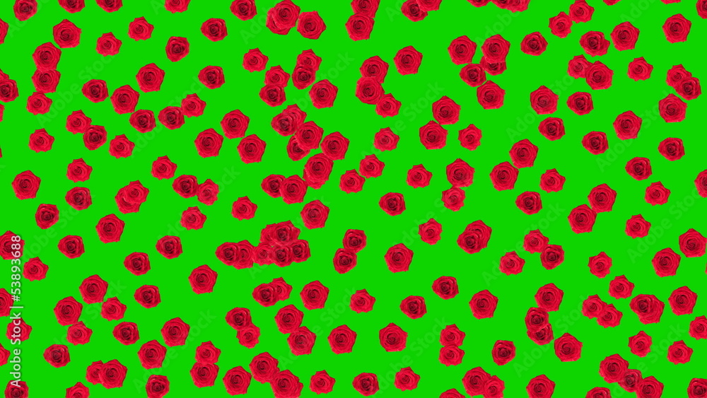 Roses background. With Alpha Matte. Roses background. With Alpha Matte.