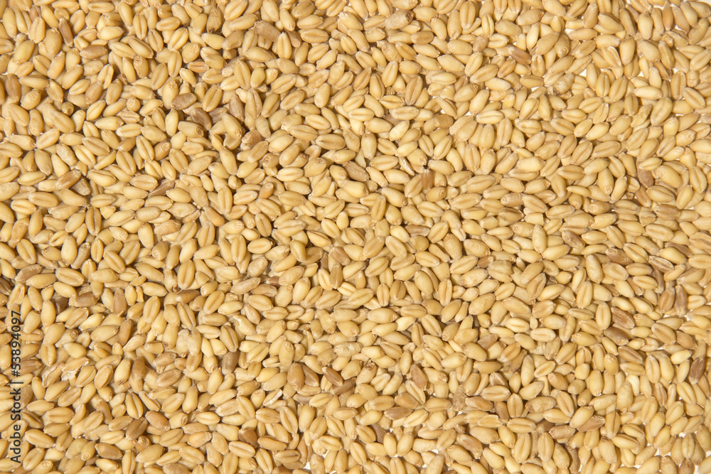 Wheat background Wheat background