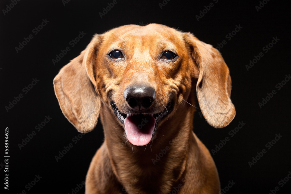 portrait of cheerful brown dachshund dog isolated on black backg