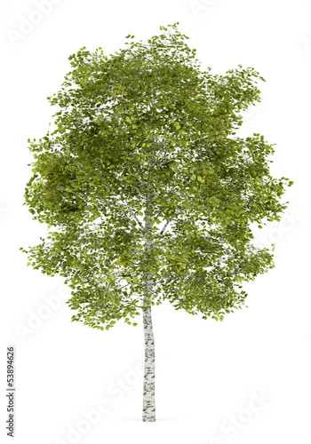 birch tree isolated on white background Fototapeta