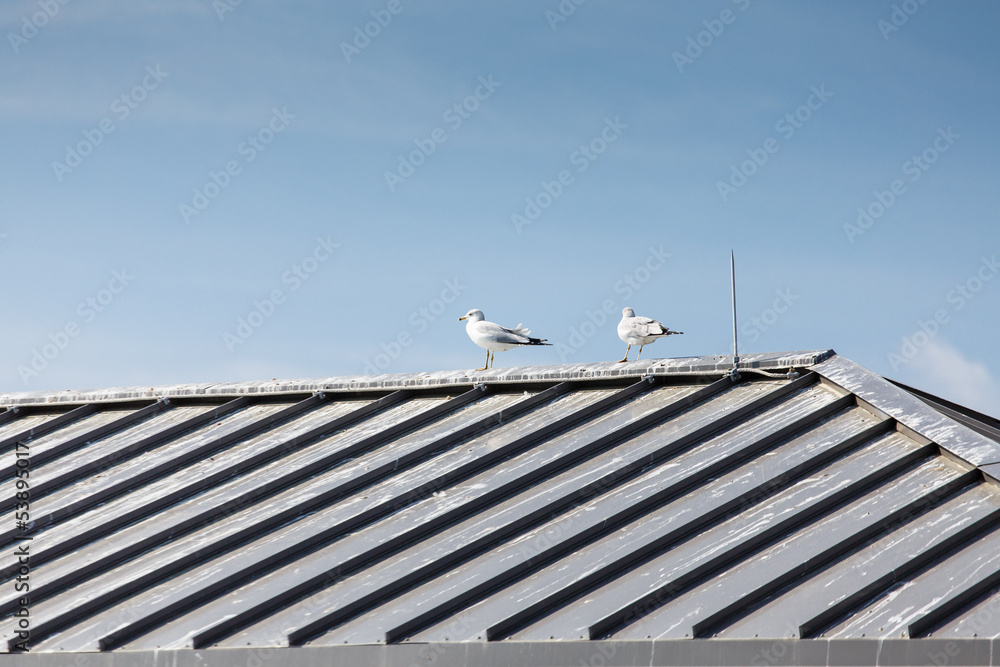 Two Seagulls on Tin Roof