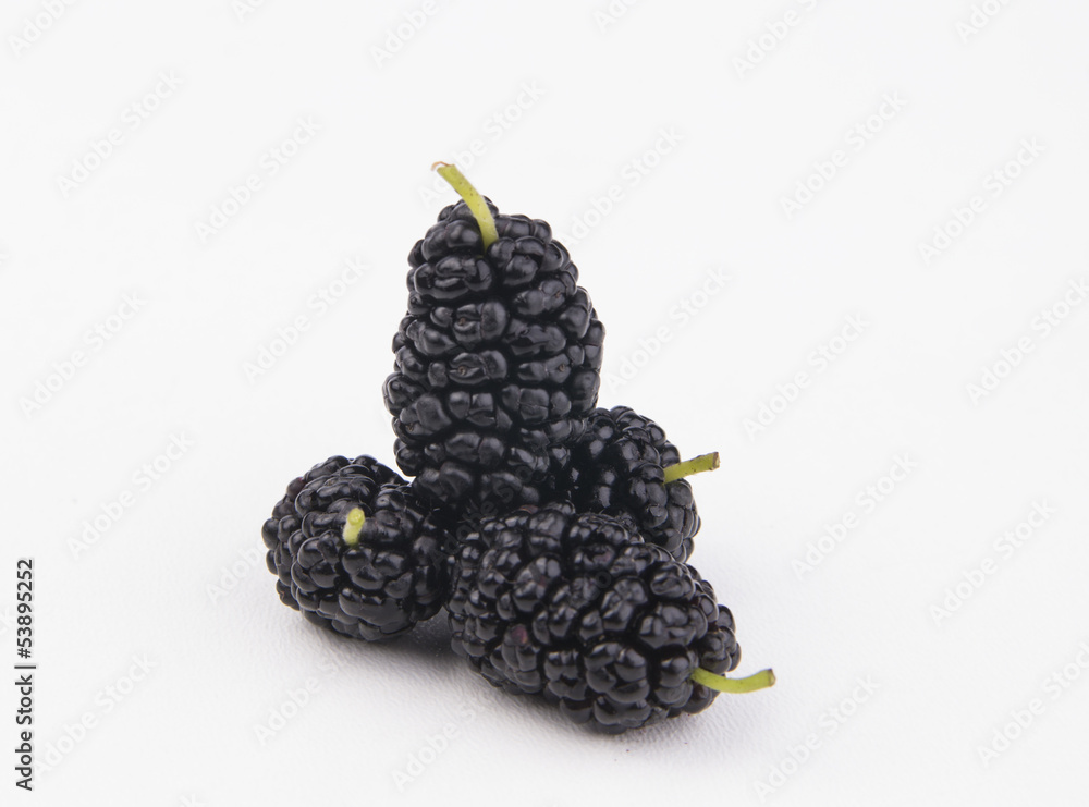 isolated mulberry isolated mulberry