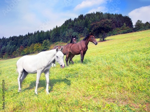 Horses in countryside field © Jareso