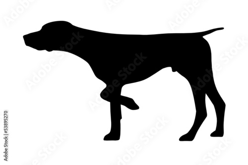 Deutsch Kurzhaar Vorstehhund
