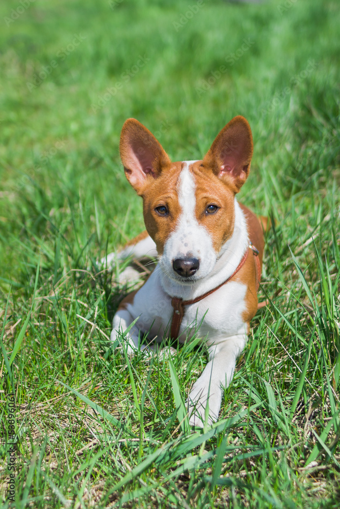 Basenji puppy having rest on a grass at sunny day.