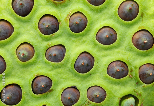 Lotus seeds pod close up