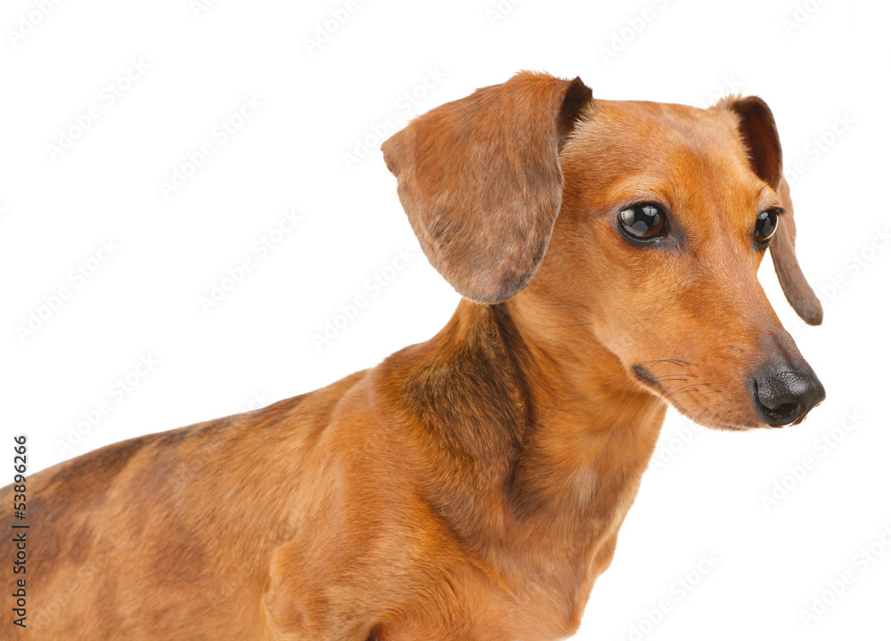 Side view of Dachshund dog