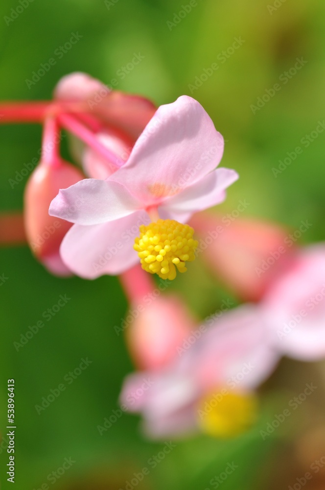 Obraz premium シュウカイドウ