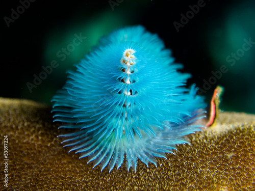 Christmastree Worm - Spirobranchis giganteus photo