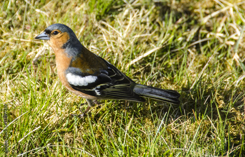 Common Chaffinch Male