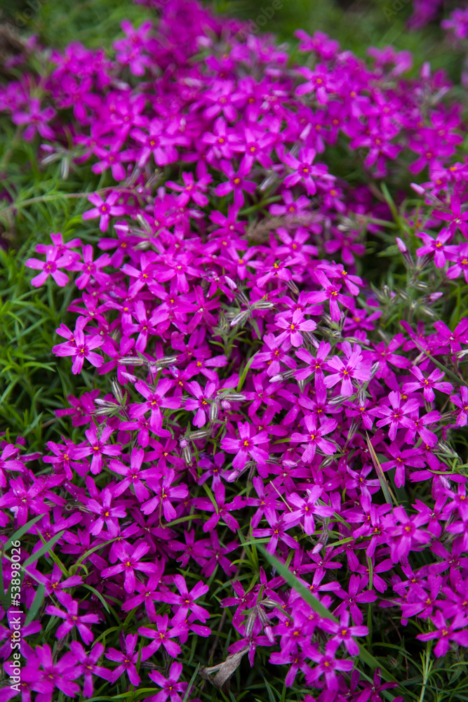 Purple flowers