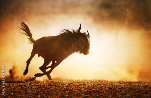 Blue wildebeest running in dust photo