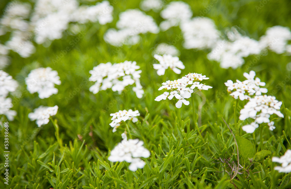 White flowers White flowers