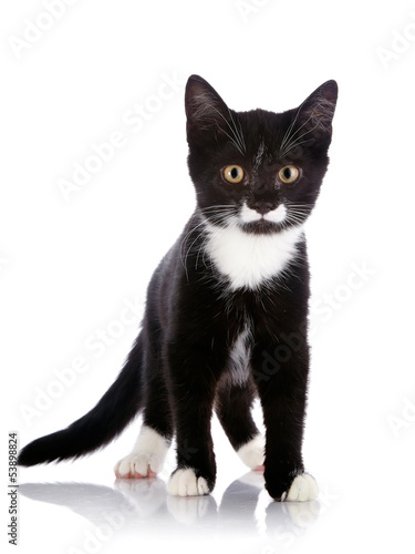 The black and white kitten costs on a white background.
