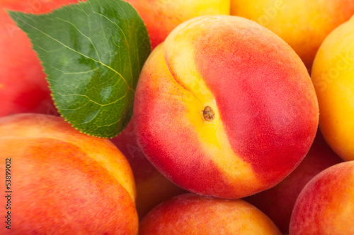 apricots closeup