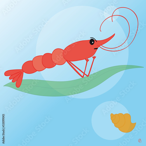crevette cerise et coquillage
