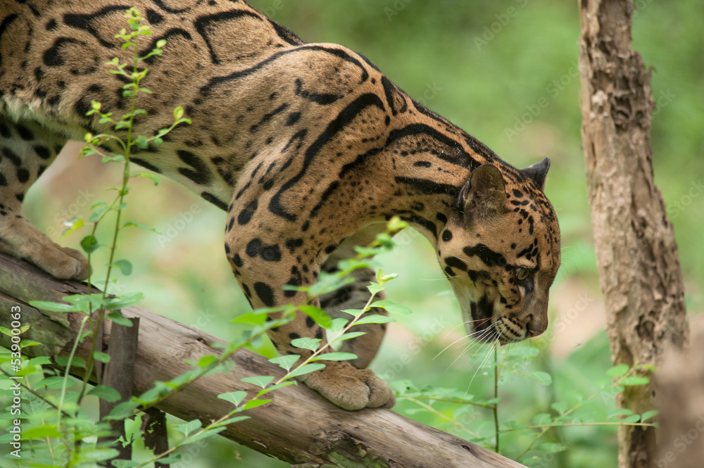 Fototapeta premium Portrait of Beautiful Clouded Leopard (Neofelis Nebulosa)
