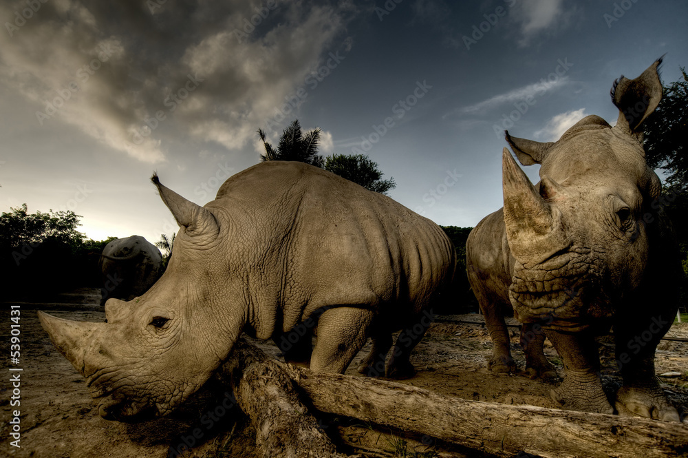 Fototapeta premium White rhinoceros
