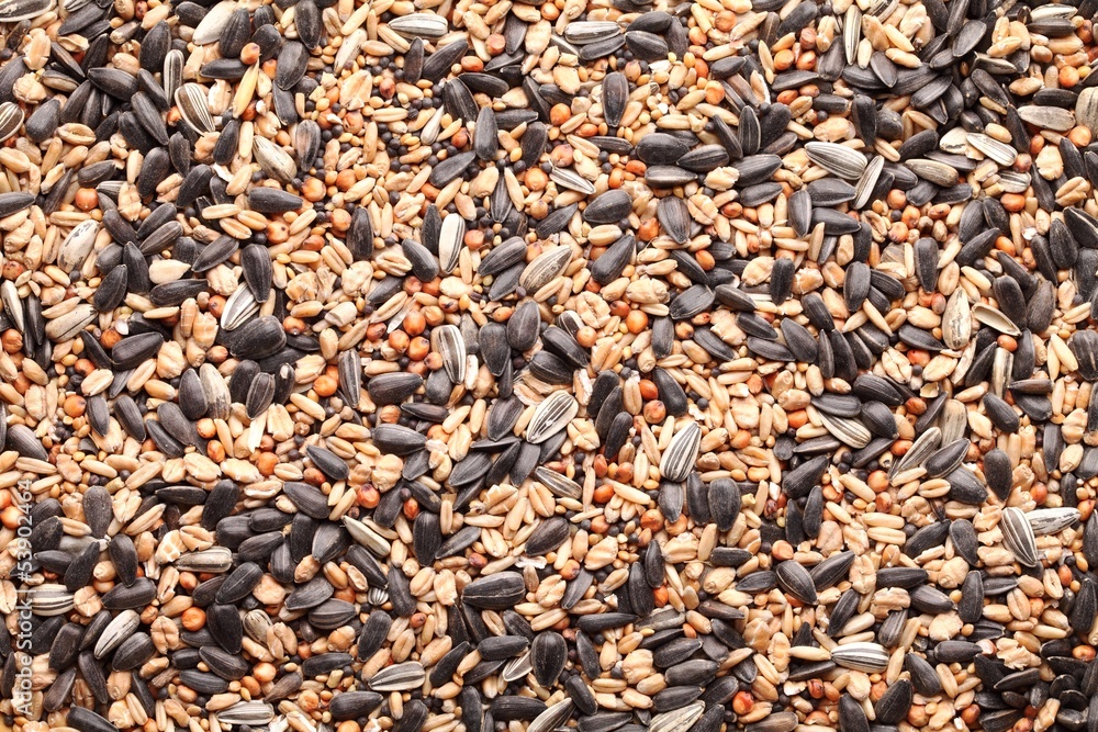 Assortment of seeds. Feed for outdoor birds Assortment of seeds. Feed for outdoor birds