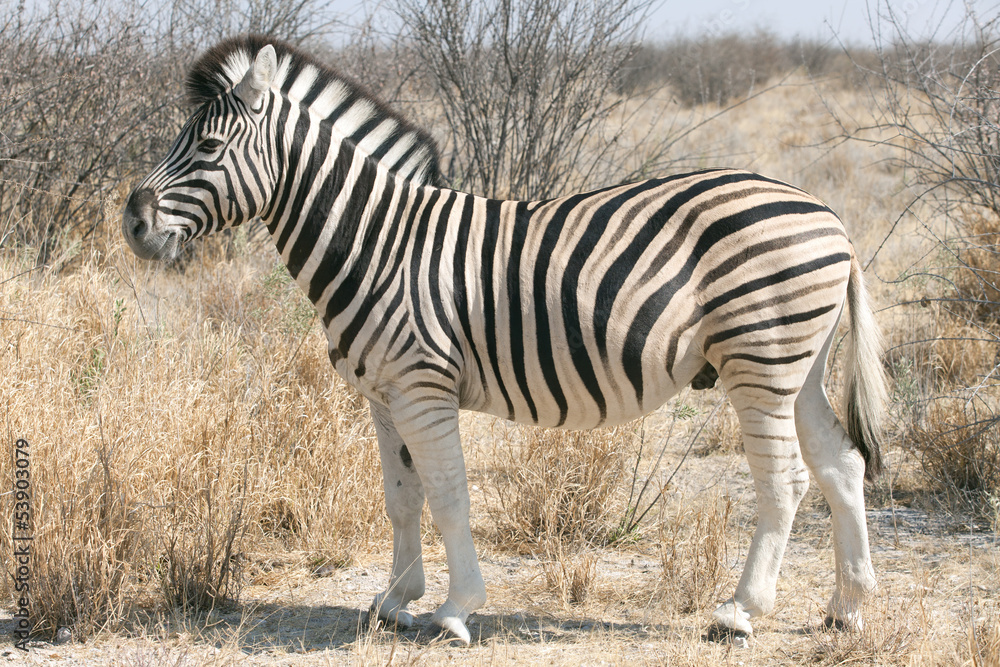 zebra in the national park of Namibia zebra in the national park of Namibia