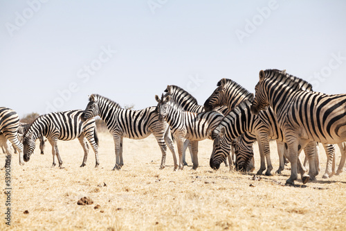 group of zebras in the national park of Namibia