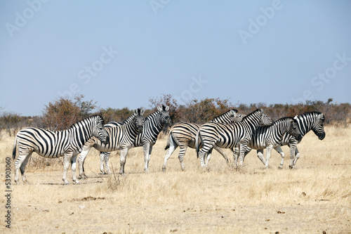 group of zebras in the national park of Namibia