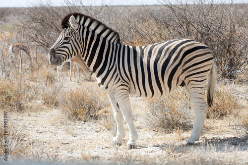 zebra in the national park of Namibia