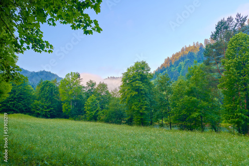 Trees in the morning. Pieniny mountains.