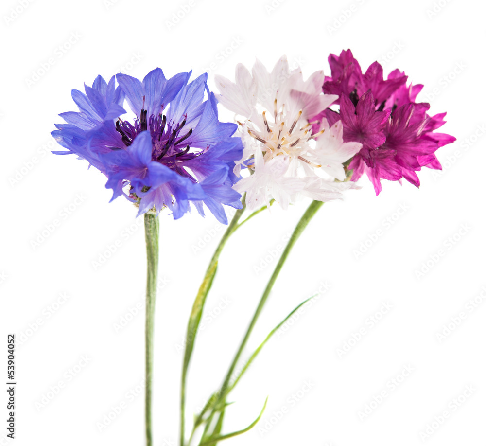 Fototapeta premium Flowers cornflowers