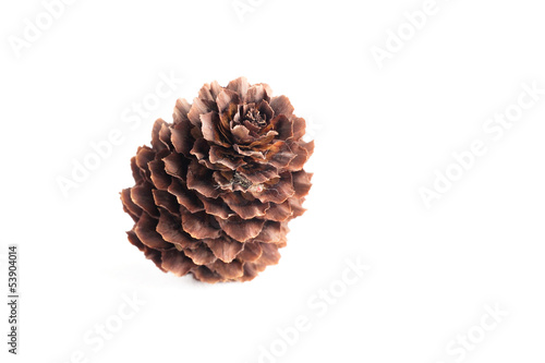 pine cone isolated on white background