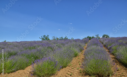 Lavender Field-5