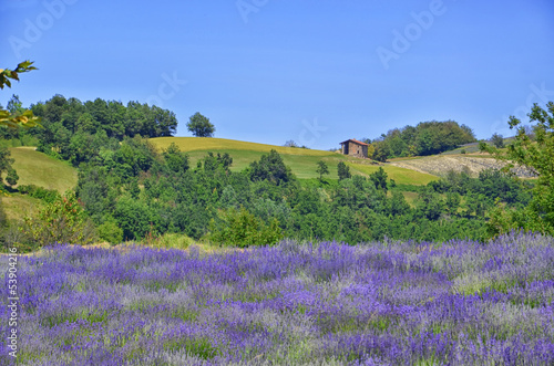 Lavender Field-7