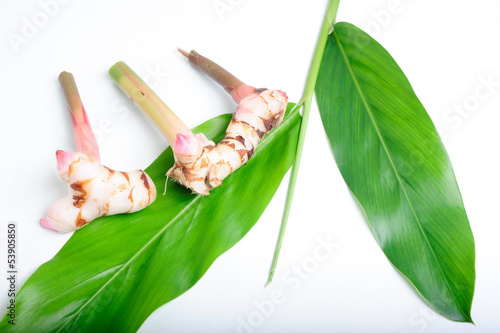 Galanga (Alpinia galanga SW.) photo