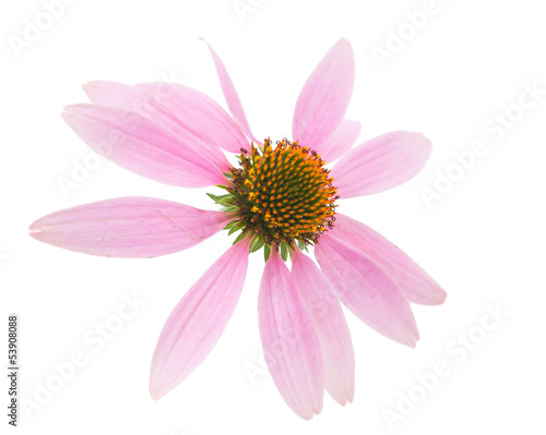 Echinacea flower