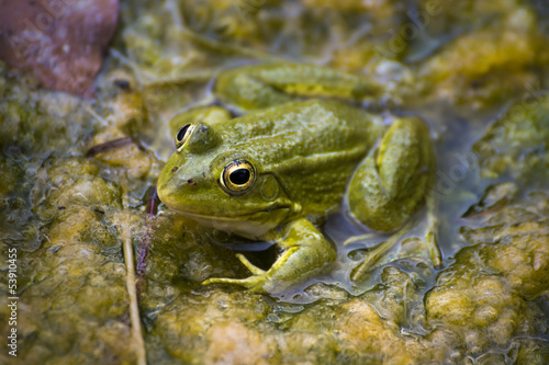 The Green Frog