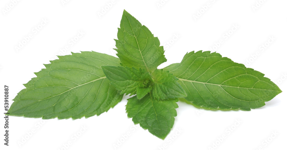 Mint Leaves Isolated on White Mint Leaves Isolated on White